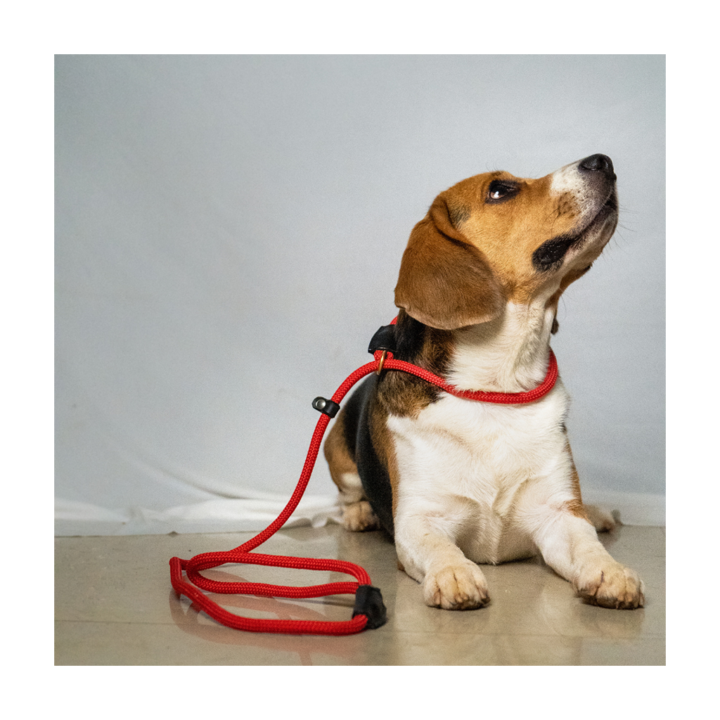 V.L - BRITISH STYLE SLIP - LEASH - For Both Dog & Cat